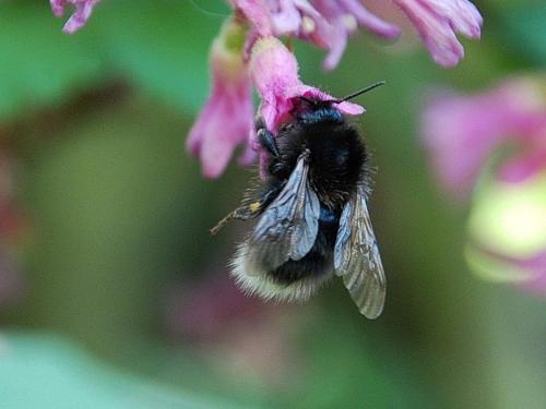Bombus hypnorum
